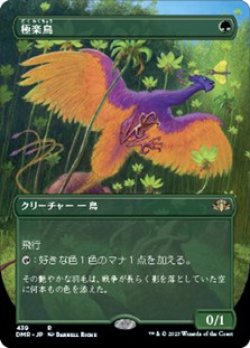 画像1: ☆特殊枠【日本語】極楽鳥/Birds of Paradise