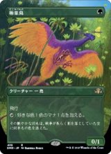 画像: ☆特殊枠【日本語】極楽鳥/Birds of Paradise