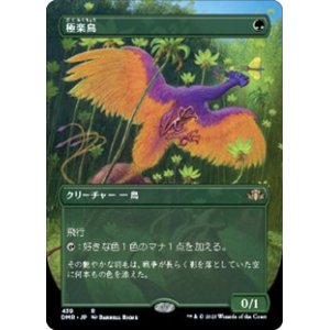 画像: ☆特殊枠【日本語】極楽鳥/Birds of Paradise