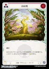 画像: 【JP Rainbow Foil】高収穫(064)