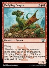 画像: 【英語】巣立つドラゴン/Fledgling Dragon