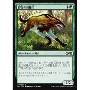 画像: 【日本語】野生の雑種犬/Wild Mongrel