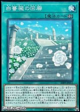 画像: 【ノーマル】白薔薇の回廊