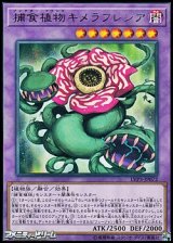 画像: 【レア】捕食植物キメラフレシア